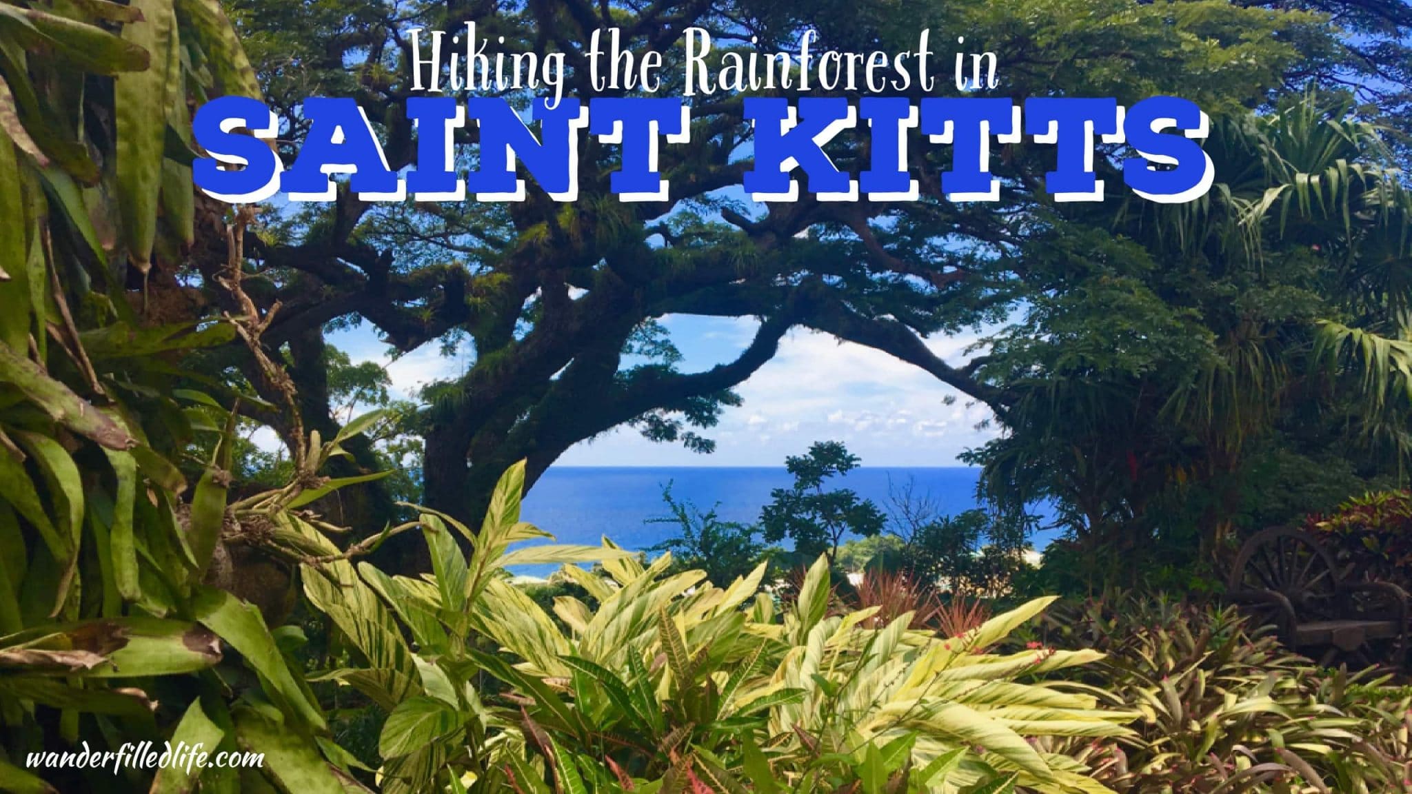 Hiking the Rainforest in Saint Kitts