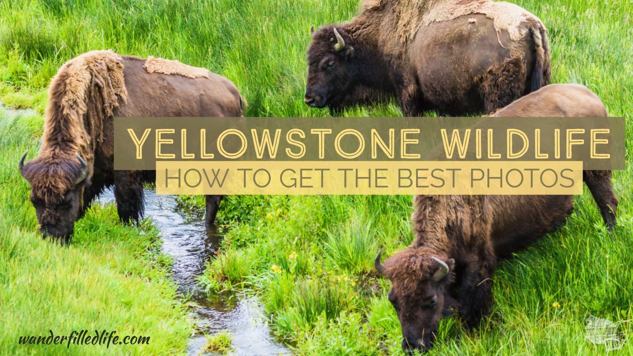 Finding and Photographing Yellowstone Wildlife