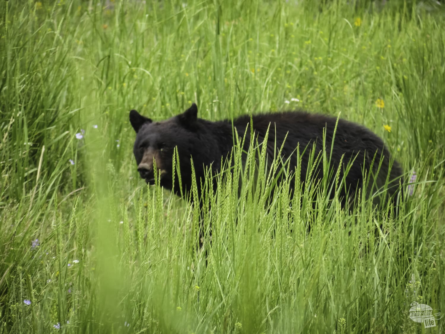 We met bears on one of our Yellowstone hikes!