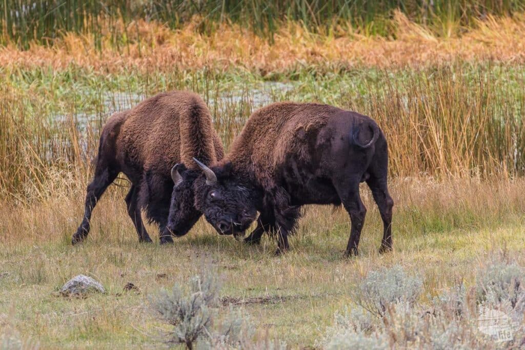 Bison butting heads in Yellowstone
