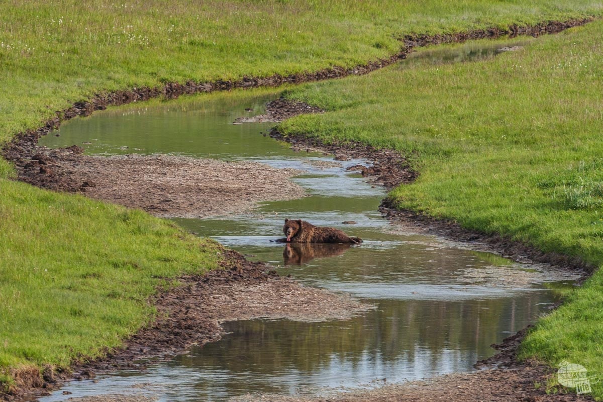 A grizzly cooling off in the creek on a hot day.