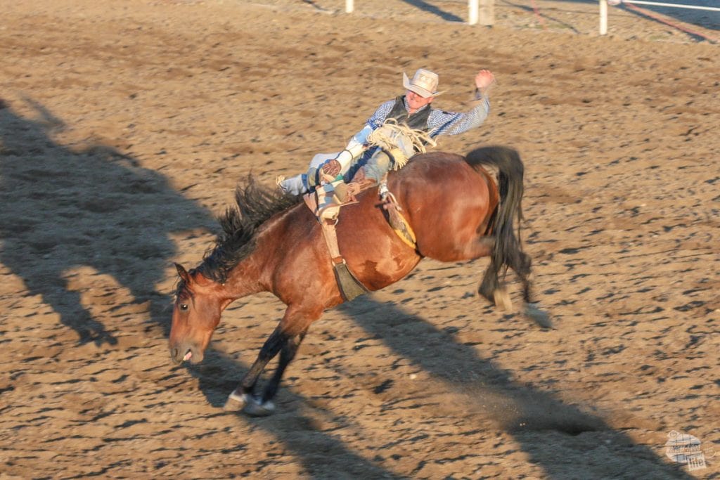 Bronc Riding at the Cody Stampede