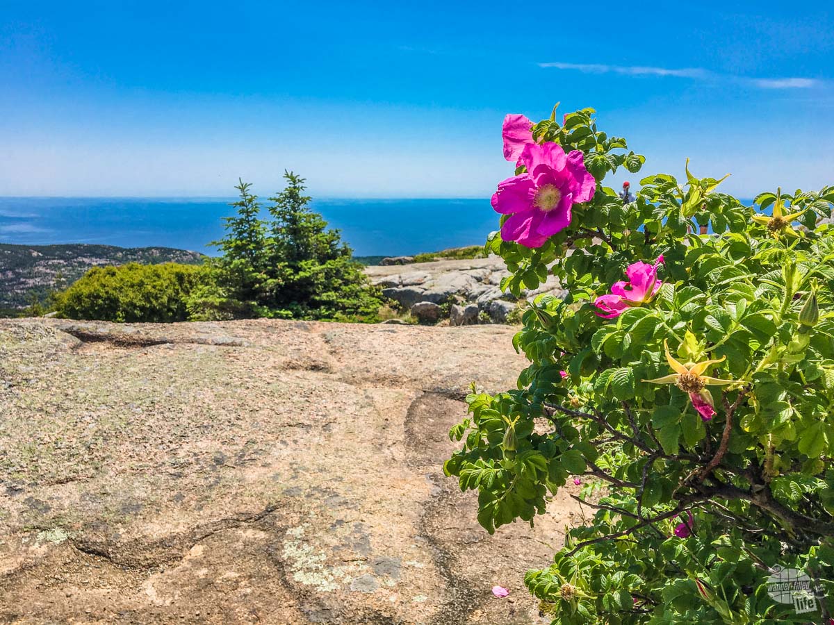 Flowers atop Cadillac Mountain.