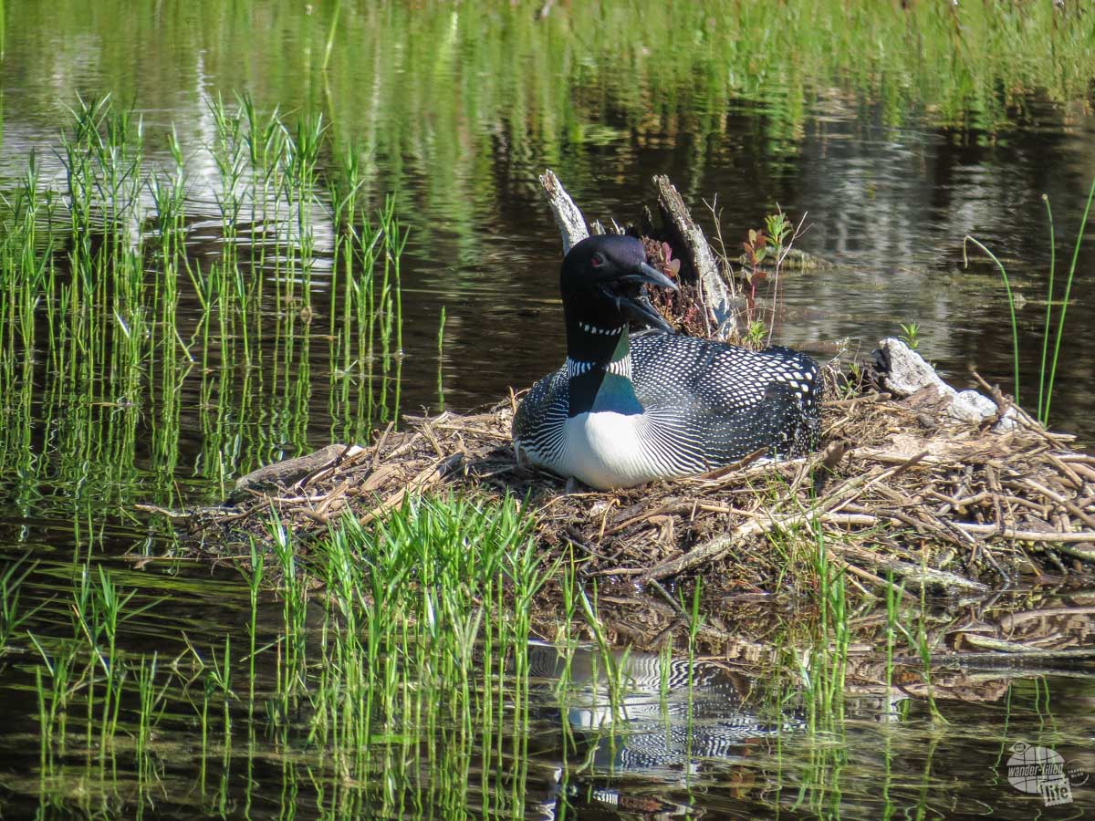 A nesting loon on the north end of Jordan Pond in Acadia National Park