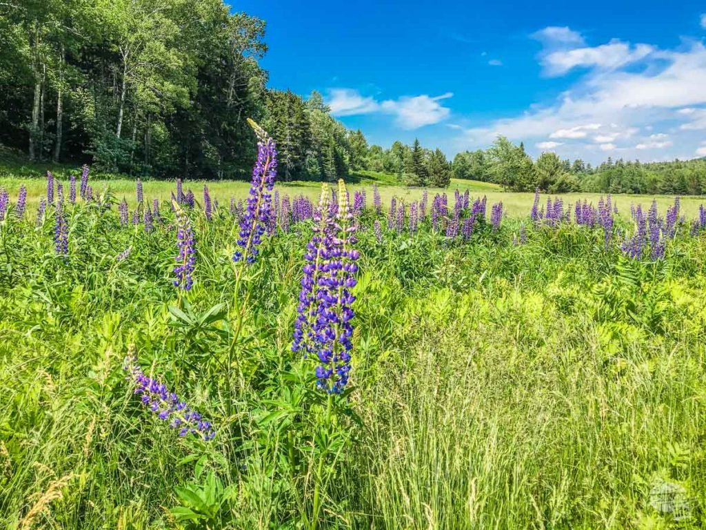 New Hampshire wildflowers