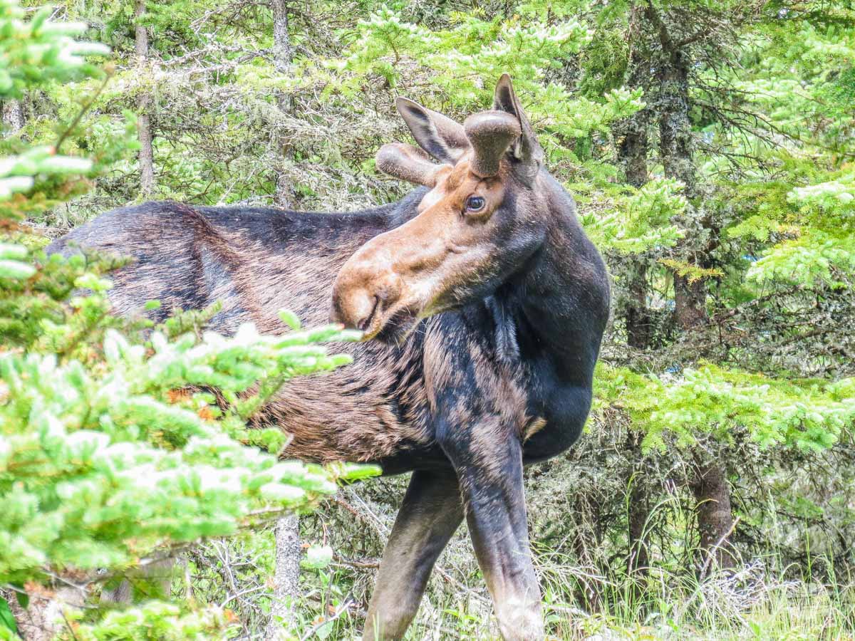 Moose near Rock Harbor Lodge at Isle Royale National Park.