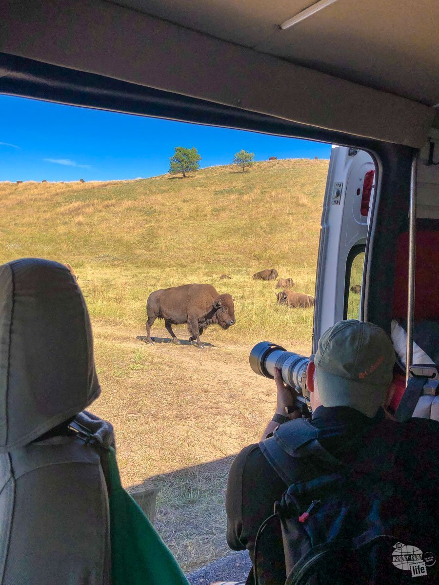 Grant takes pictures of bison in Custer State Park from the safety and comfort of our Denver camper van rental.