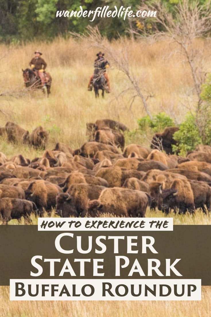 The Custer State Park Buffalo Roundup in South Dakota's Black Hills is one of the most unique events in all of America and more than worth the trip.