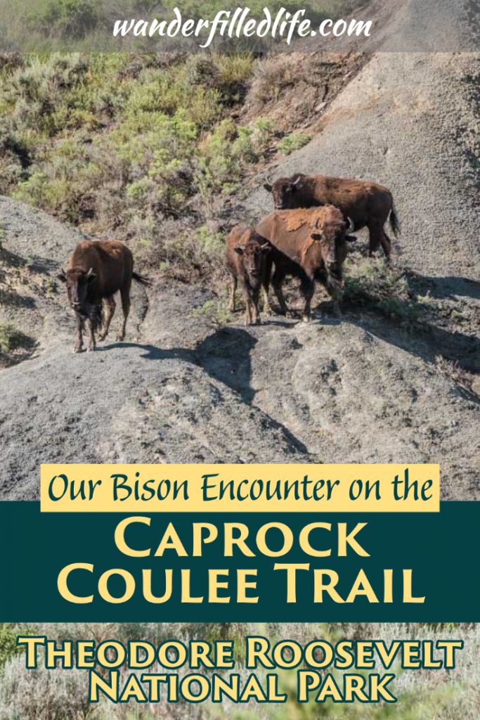Our hair-raising experience with bison on the Caprock Coulee Loop Trail in the North Unit of Theodore Roosevelt National Park.