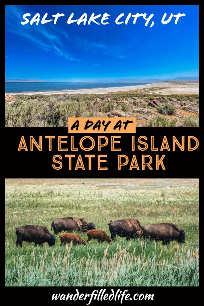 Antelope Island State Park in Utah is a rugged, beautiful area, with a lot of history and, most importantly, a large herd of bison!