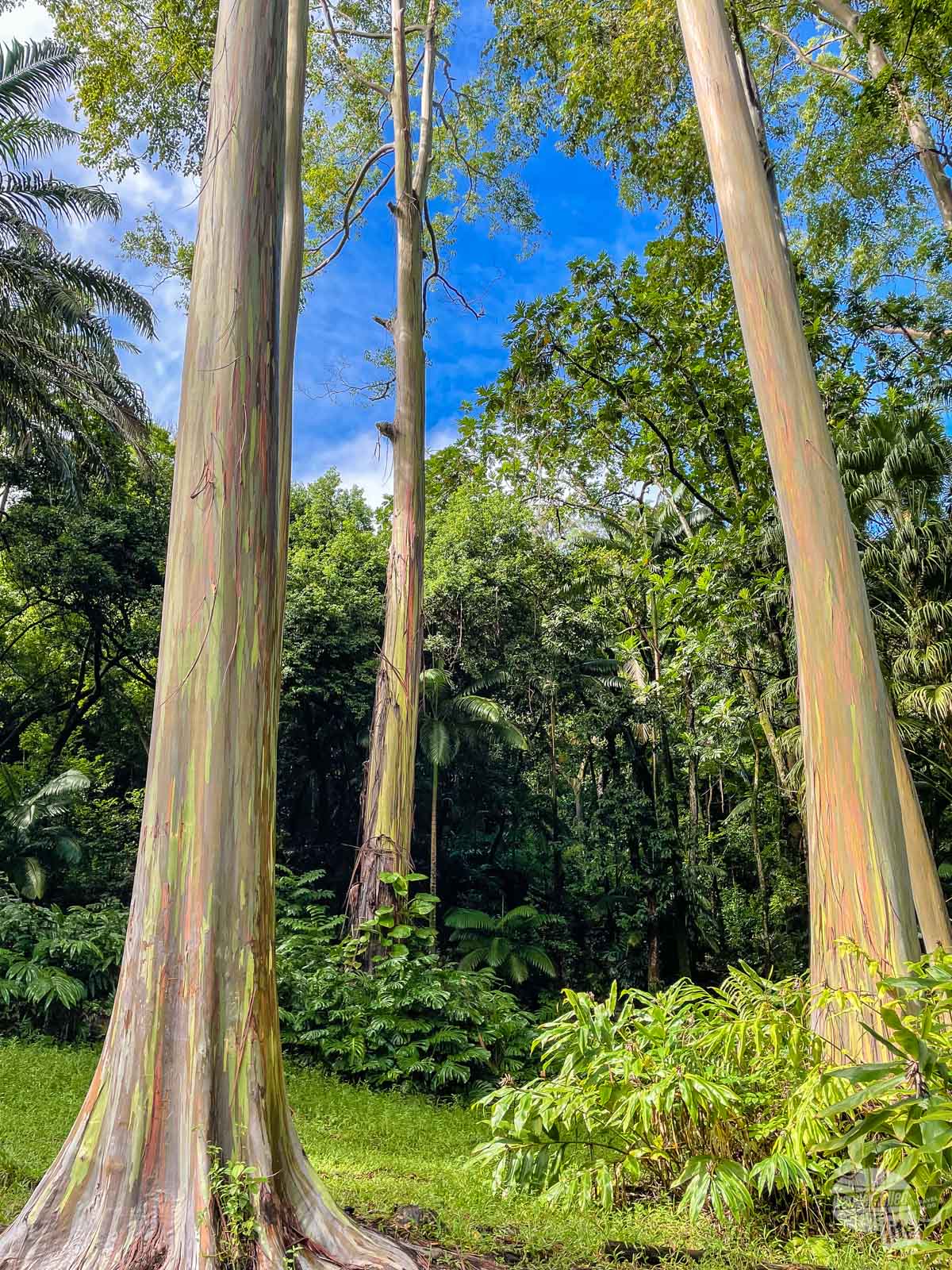 Rainbow Eucalyptus trees at the Ke'anae Arboretum.