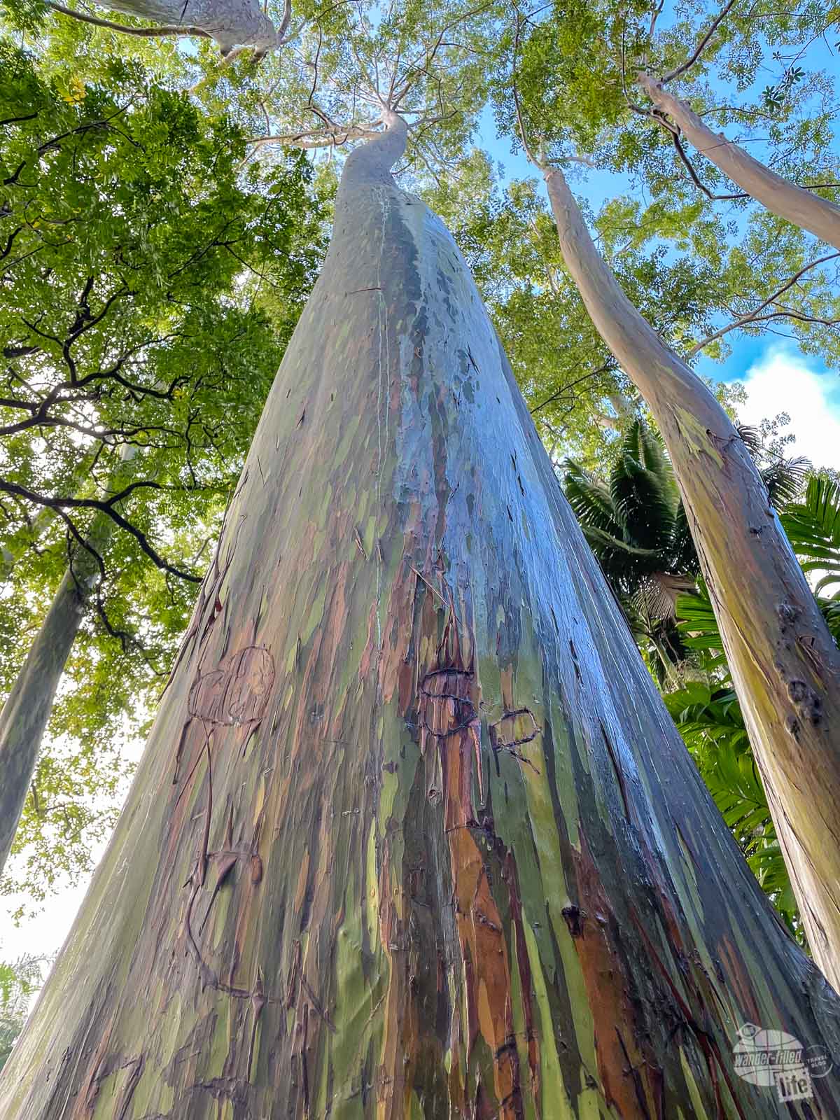 Rainbow Eucalyptus trees at the Ke'anae Arboretum.