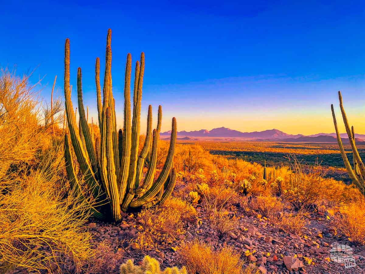 Organ Pipe Cactus National Monument, a southern Arizona national park, at sunset