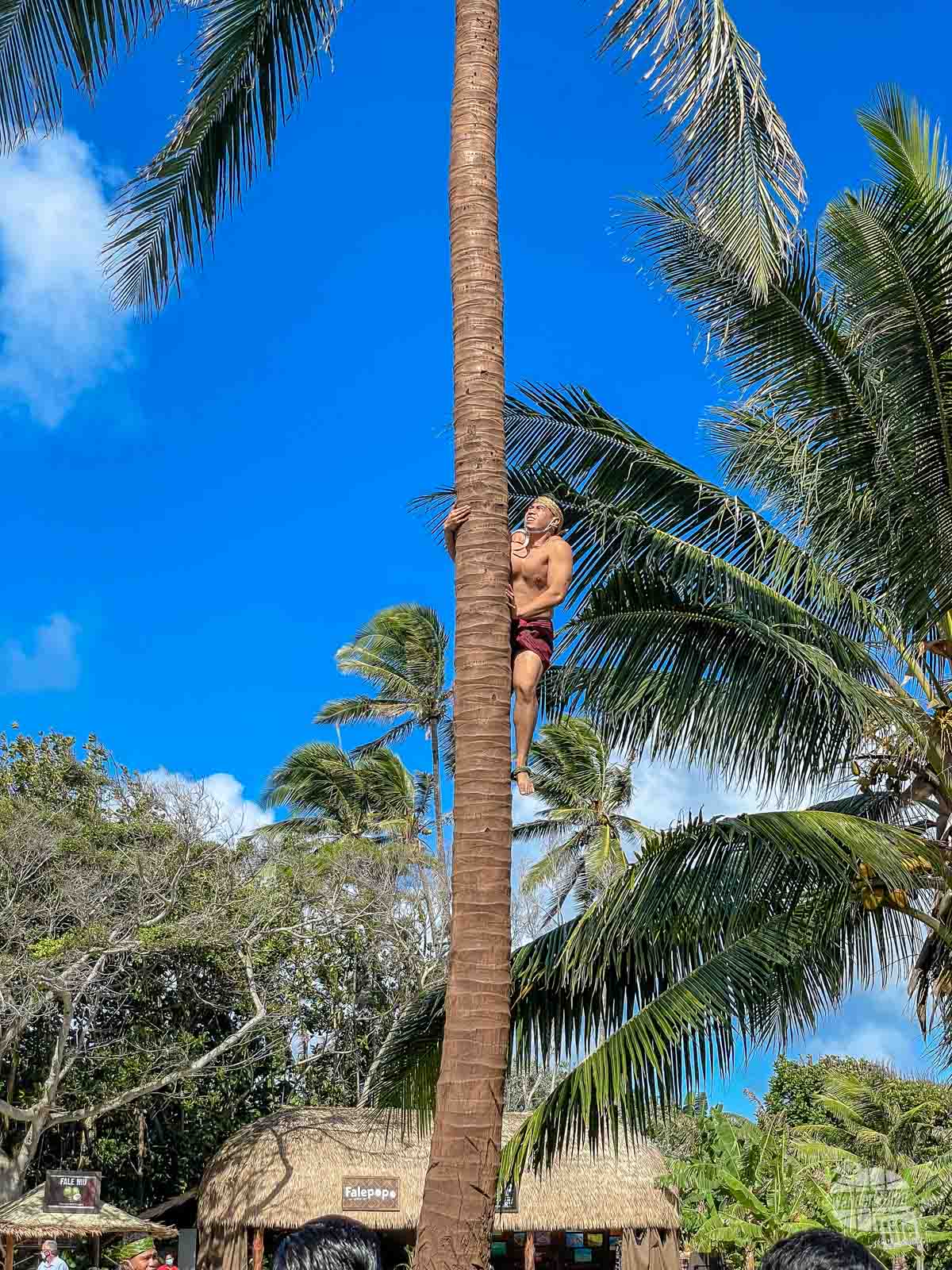 A Samoan performer climbing a coconut tree.