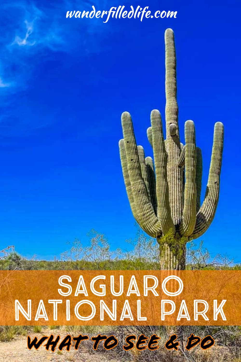 Even in just one day, there are several things to do at Saguaro National Park that allow you to see and learn about the iconic saguaro cactus.