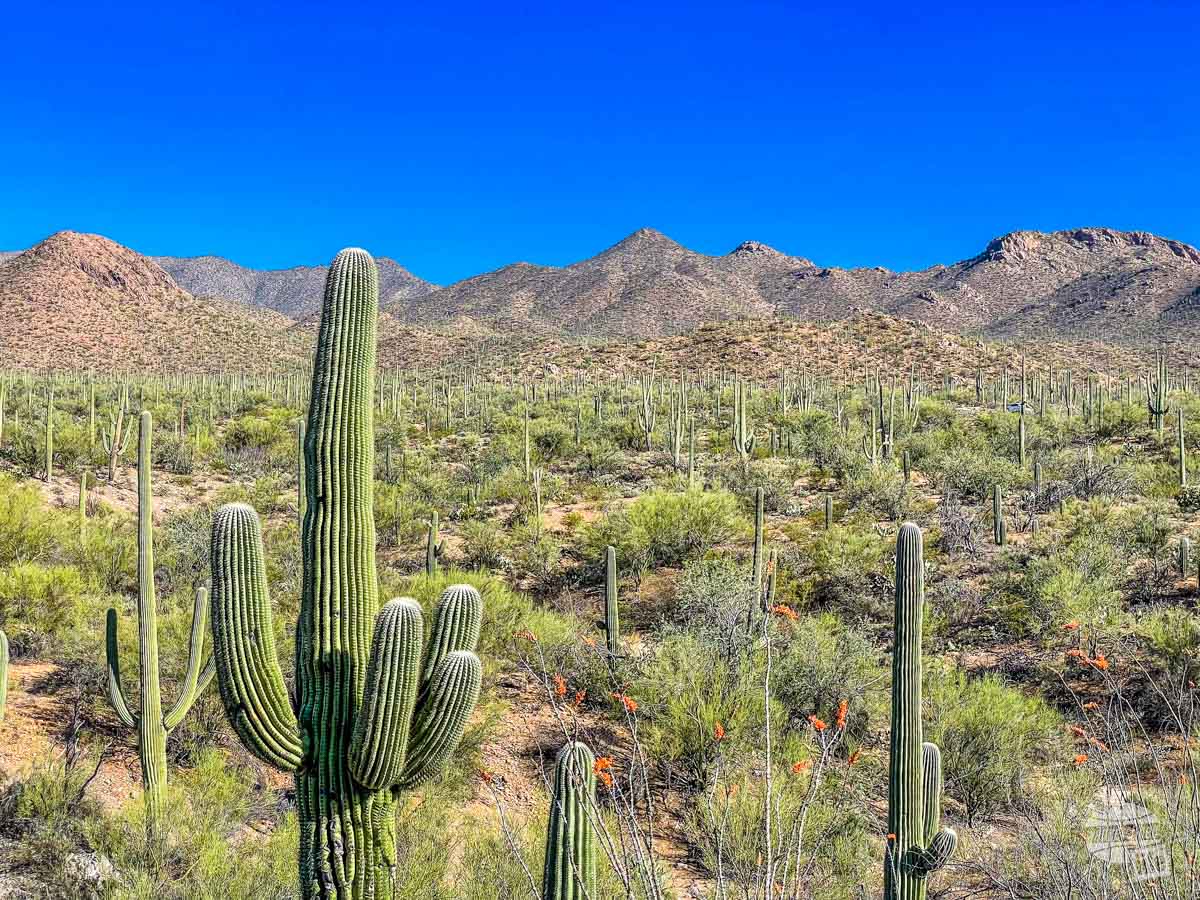 Tucson Mountain District of Saguaro National Park