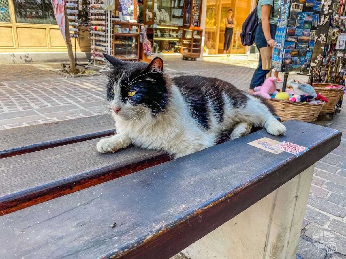 A cat in Chania, Greece