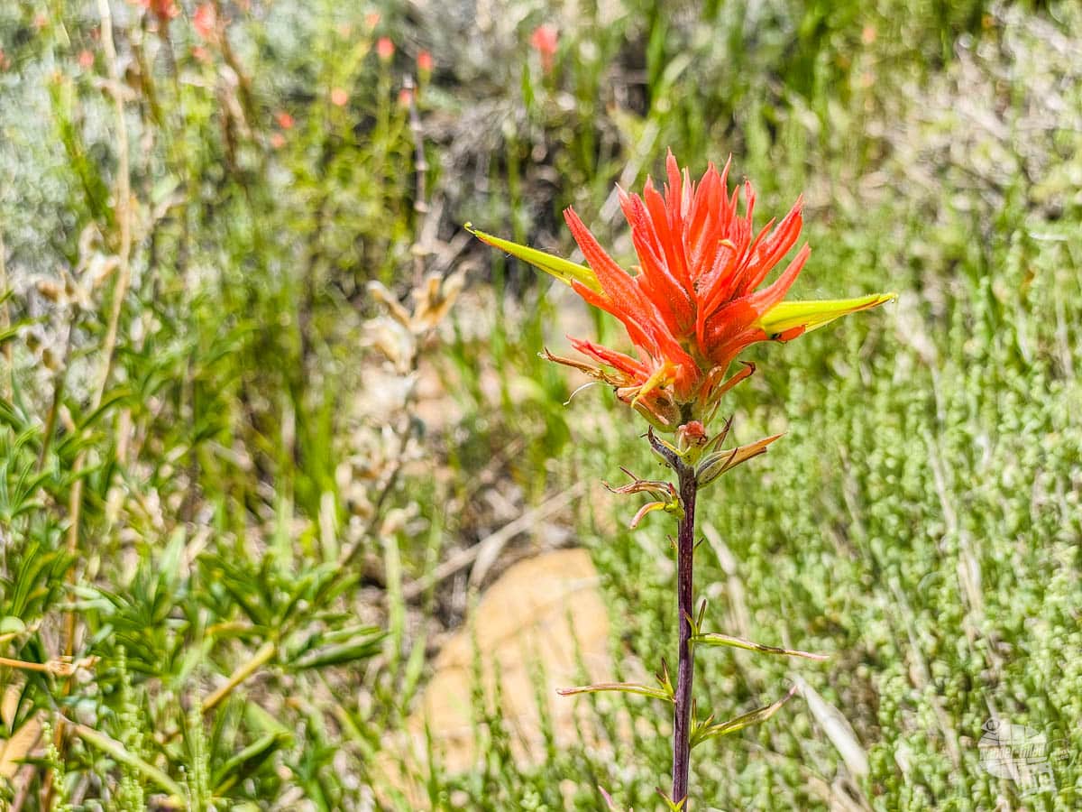 Flower at Mesa Verde