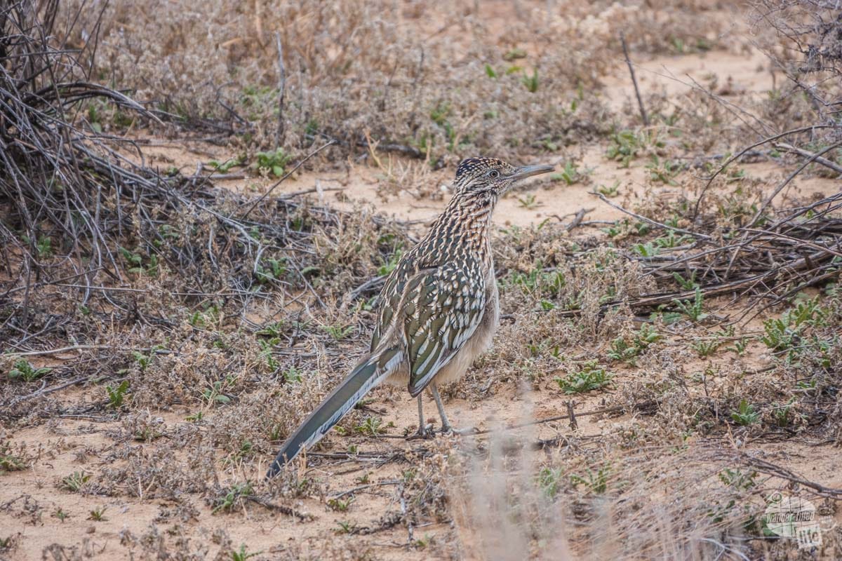 A roadrunner along the trail at Piedras Marcadas Canyon at Petroglyphs National Monument in Albuquerque.