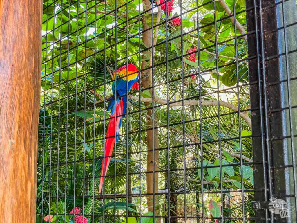 A scarlet macaw at the Wildlife Experience.