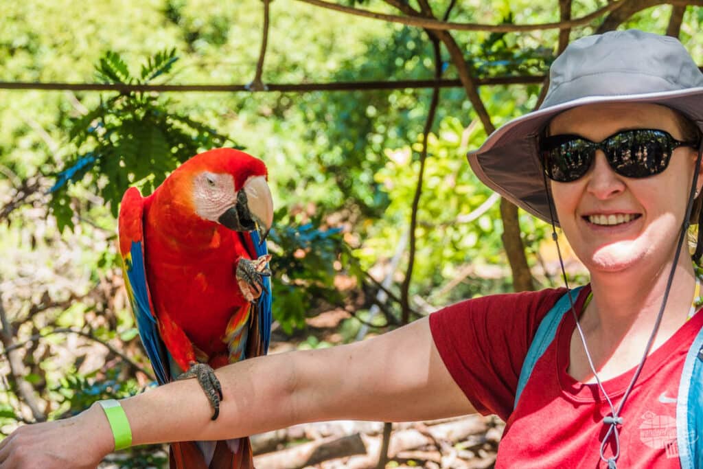 Scarlet macaw at Mayan Eden Eco Park