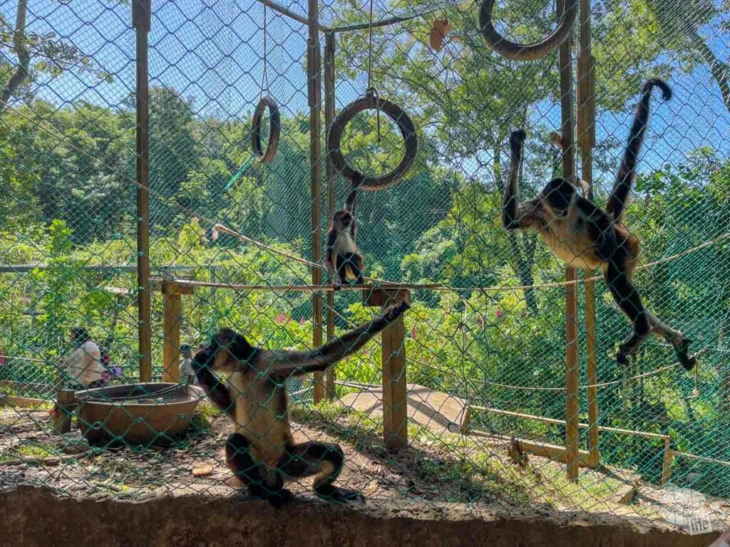 Spider monkeys at Mayan Eden Eco Park