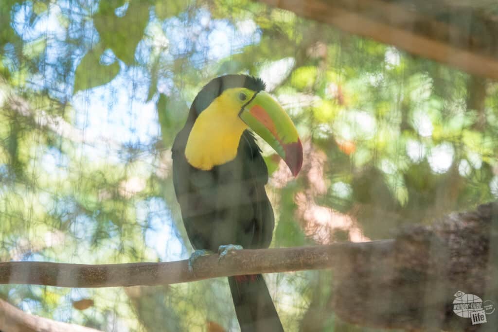 Toucan at Mayan Eden Eco Park