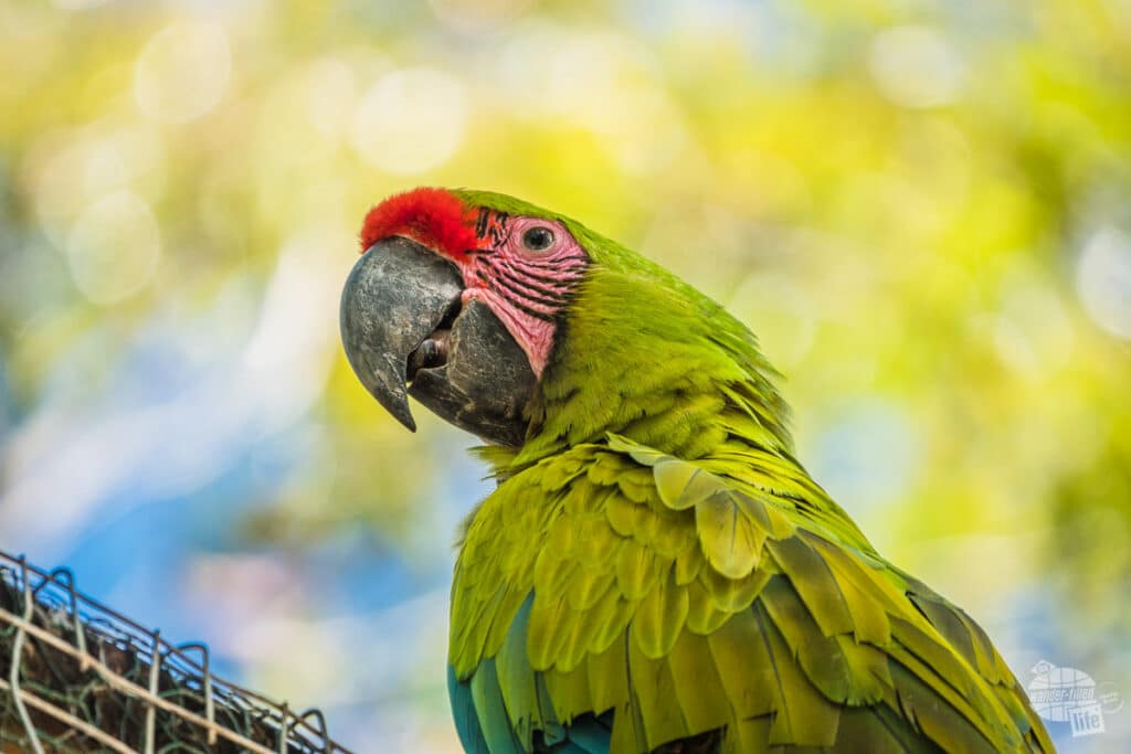 Macaw at Mayan Eden Eco Park