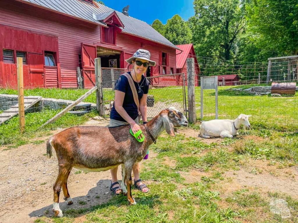 Bonnie brushing a goat at the Carl Sandburg Home National Historic Site.
