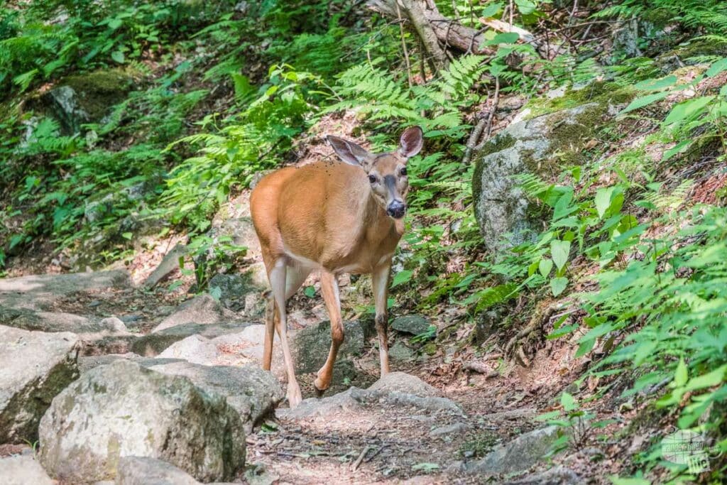 Deer on the trail at Shenandoah National Park.