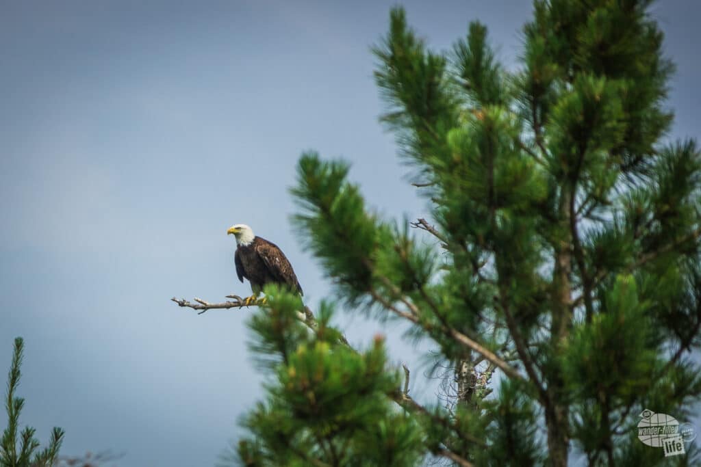 Bald eagle at Voyageurs National Park