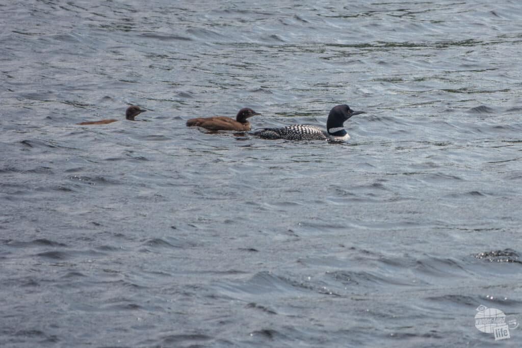 Loons at Voyageurs National Park