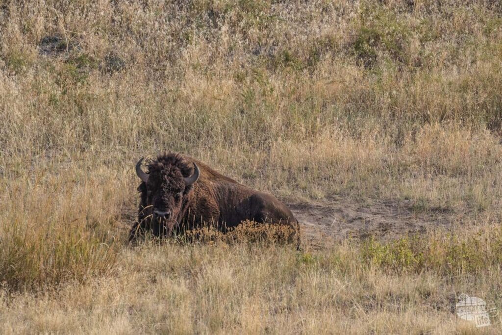 Bull bison at the Bison Range