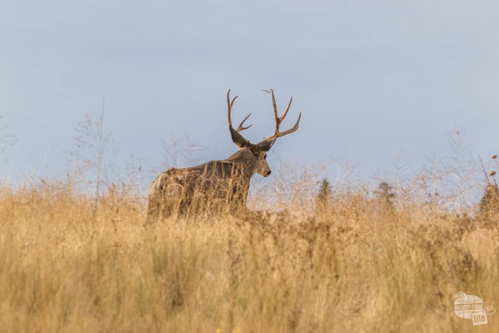 A mule deer at the Bison Range
