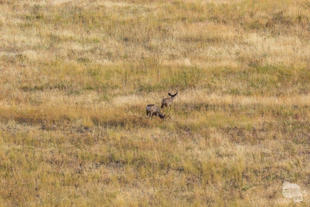 A pair of mule deer bucks at the Bison Range