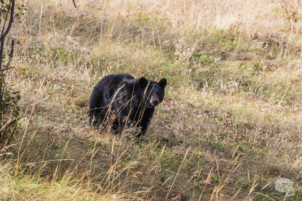 A black bear at the Bison Range