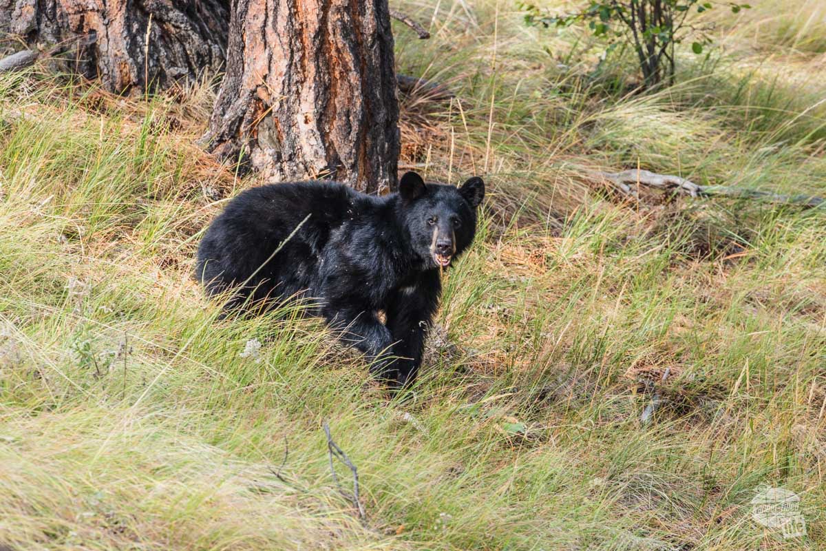 Black bear at the Bison Range