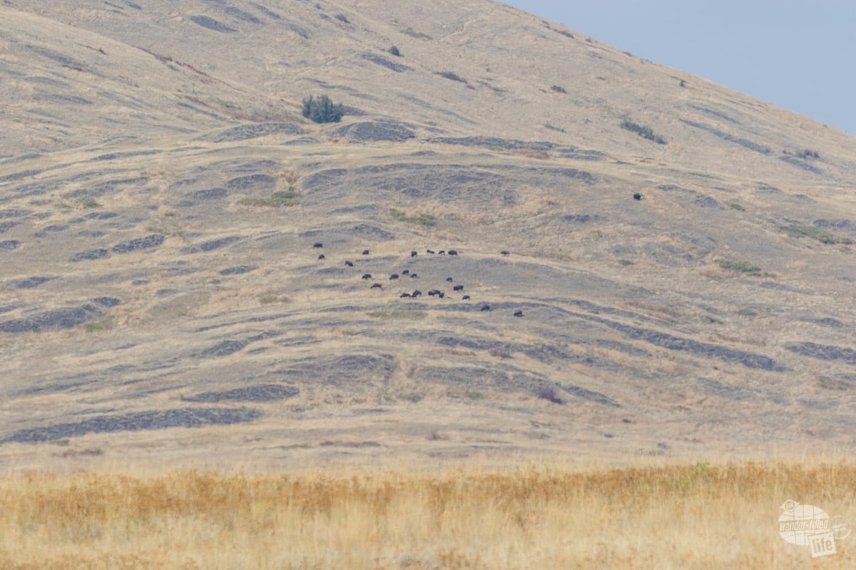 A bison herd at the Bison Range