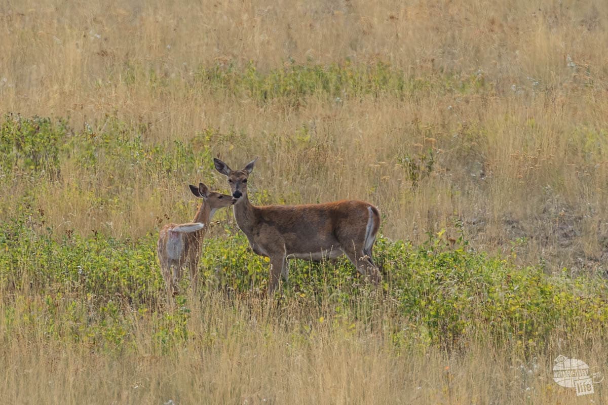 White-tailed deer at the Bison Range