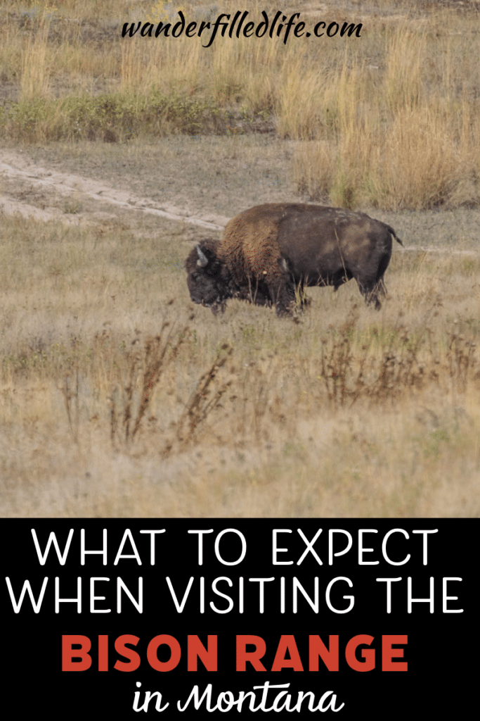 Western Montana's Bison Range is an excellent wildlife preserve. You will find several different mammals as well as approximately 500 bison.