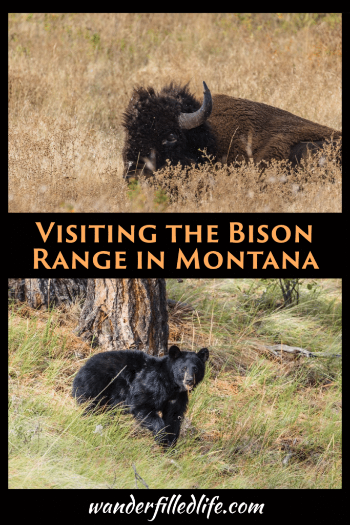Western Montana's Bison Range is an excellent wildlife preserve. You will find several different mammals as well as approximately 500 bison.