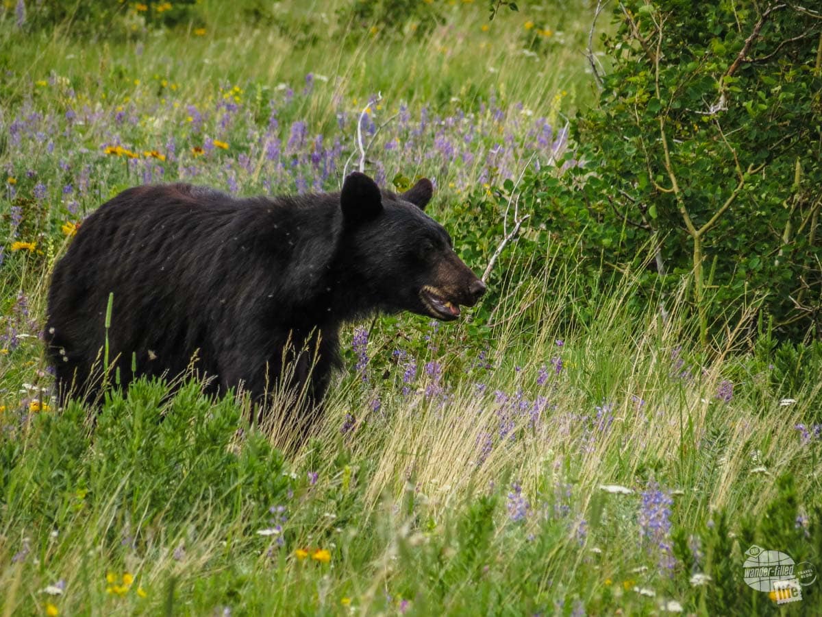 A black bear in the Many Glacier area of Glacier National Park