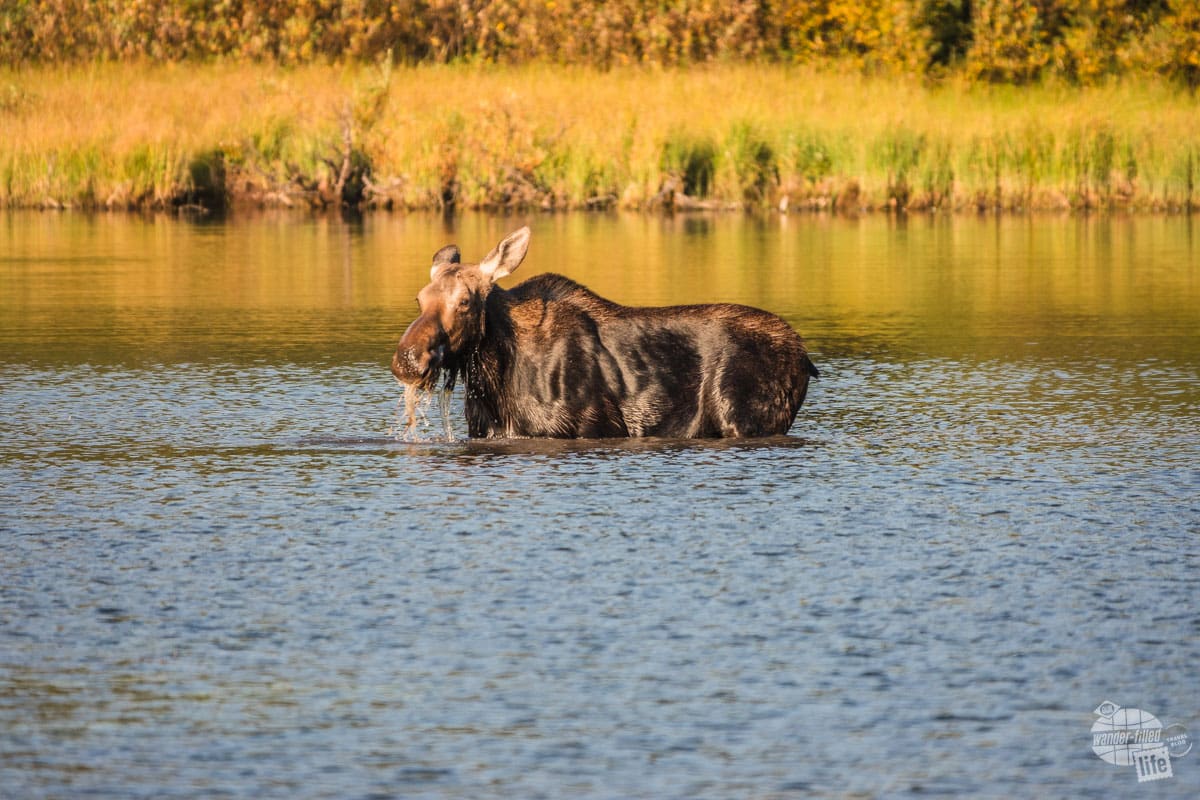 A moose at Fishercap Lake along the Swiftcurrent Pass Trail in Glacier National Park
