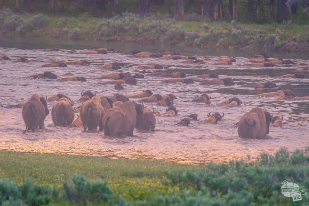A large herd of bison crosses a river.