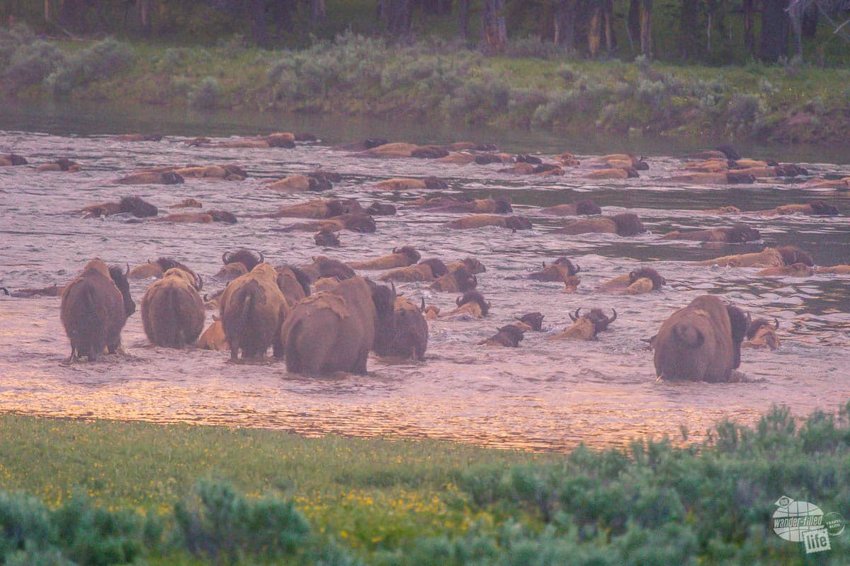 Bison crossing the Yellowstone River in Hayden Valley.