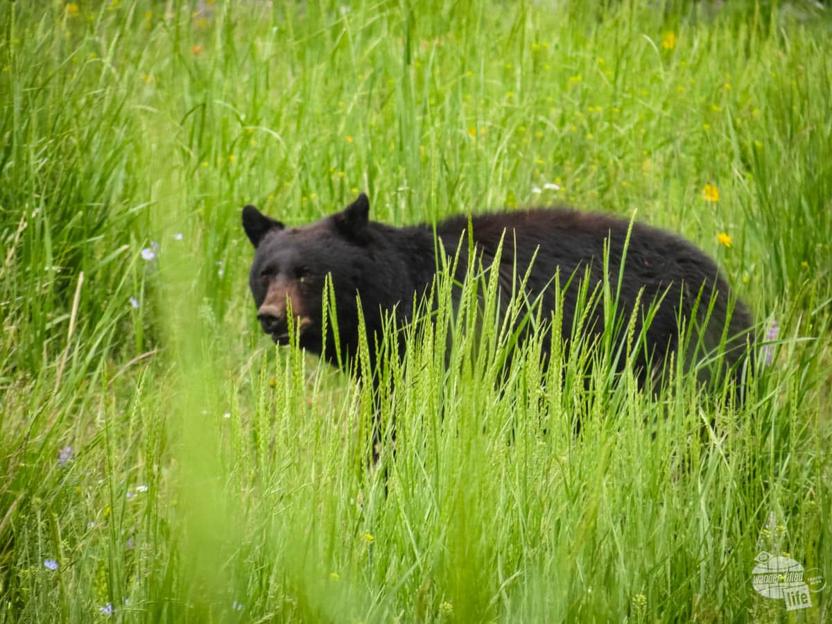 We came across two black bears while hiking. We had bear spray, but thankfully didn't need to use it.