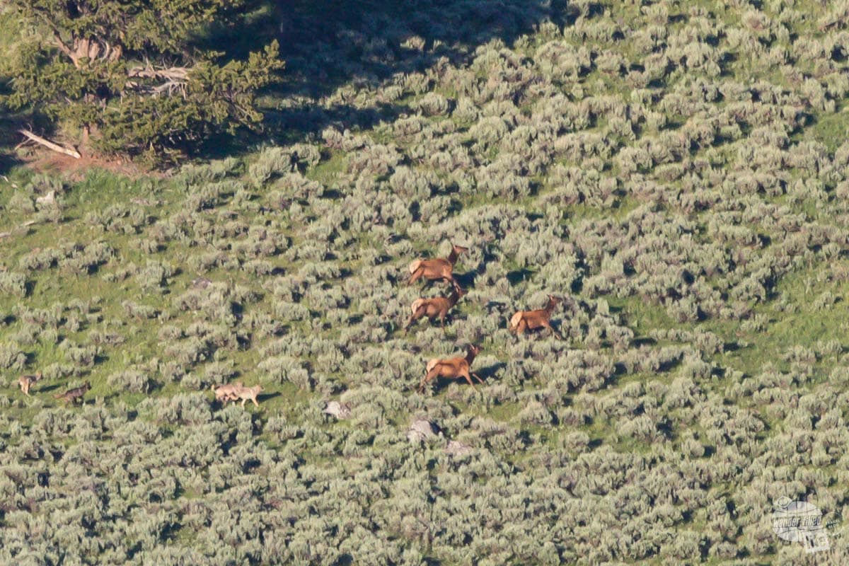 A herd of elk and a pack of wolves fight to the death in Hayden Valley, Yellowstone National Park.