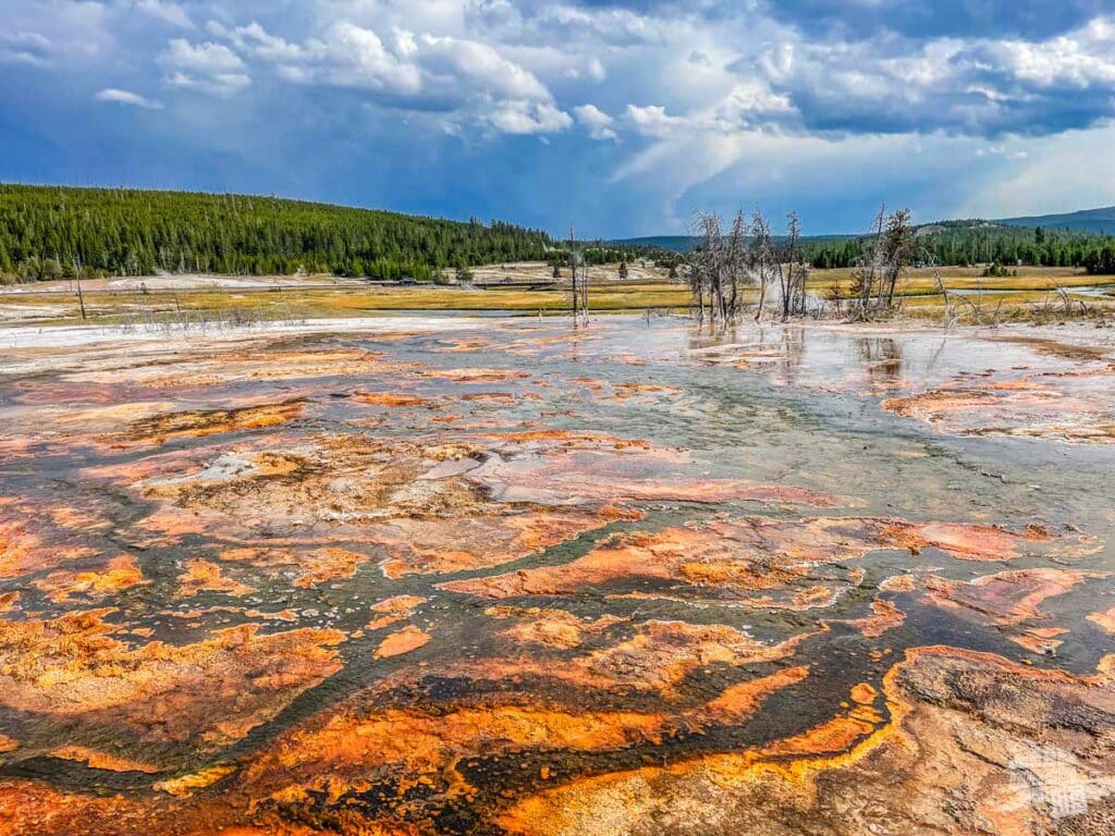 Brown bacteria lines in Biscuit Basin at Yellowstone National Park. 
