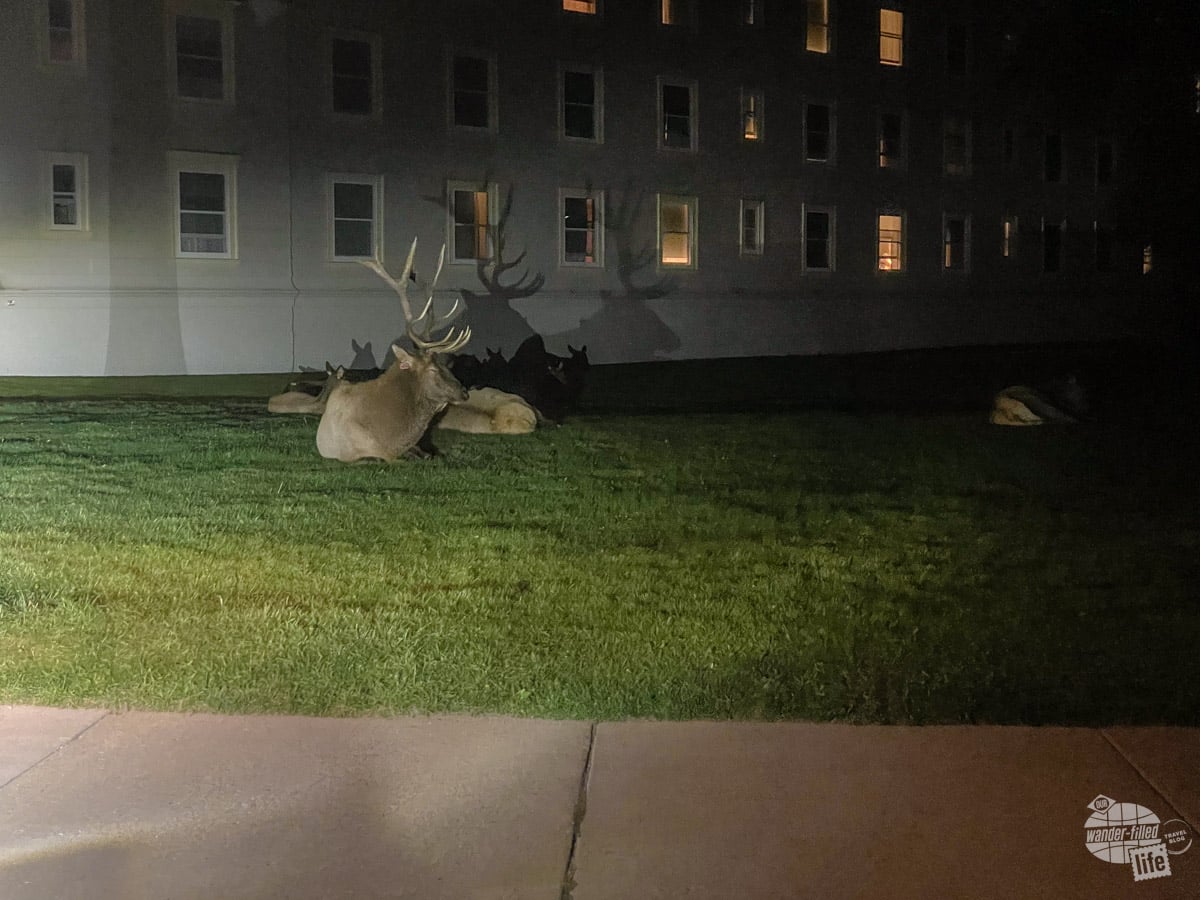 A bull elk with large antlers sits on the grass in the dark.