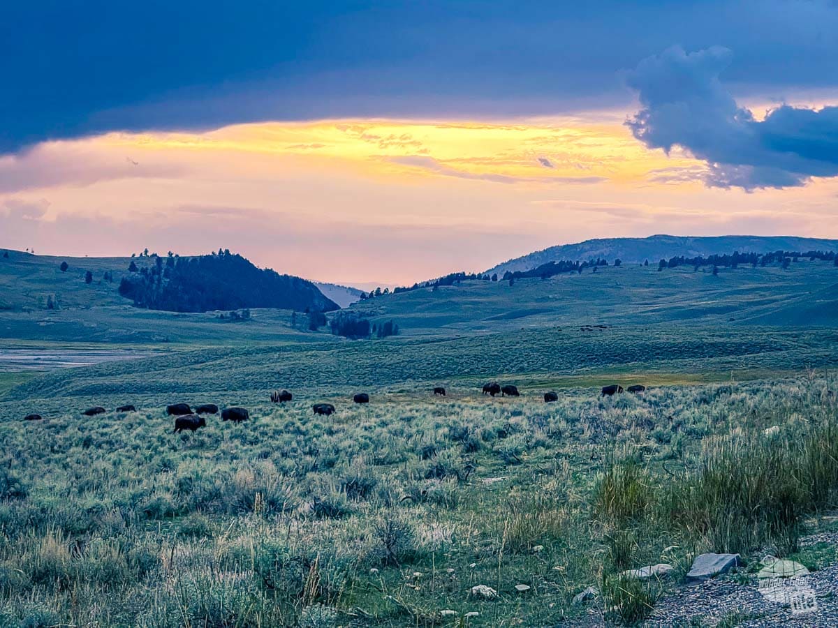 A herd of bison grazing at sunset.